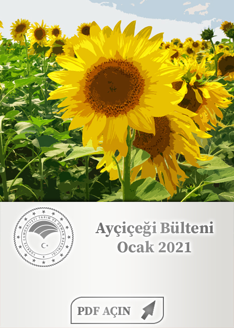 Ayçiçeği Bülteni