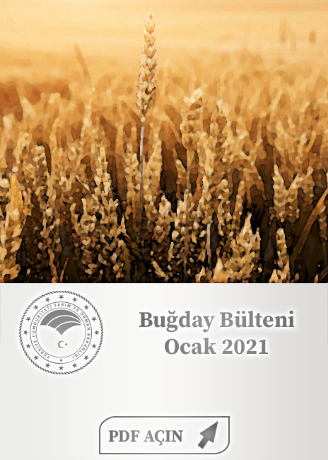 Buğday Bülteni