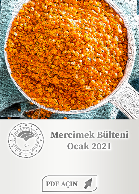 Mercimek Bülteni