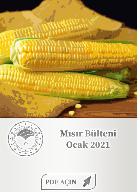Mısır Bülteni