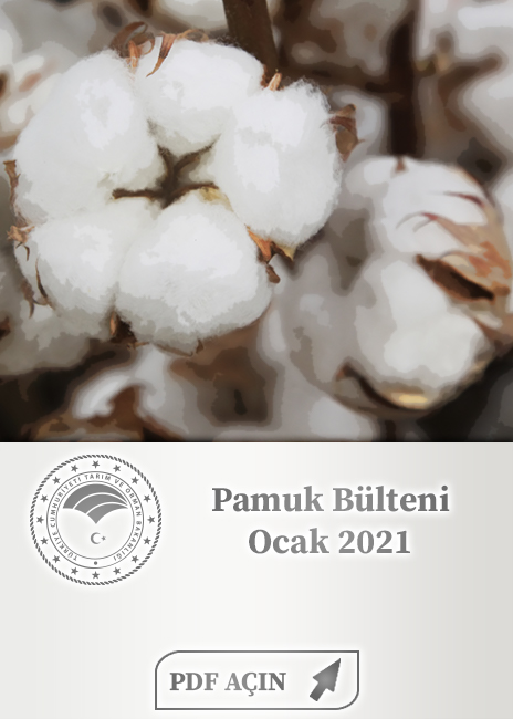 Pamuk Bülteni
