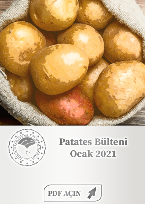 Patates Bülteni