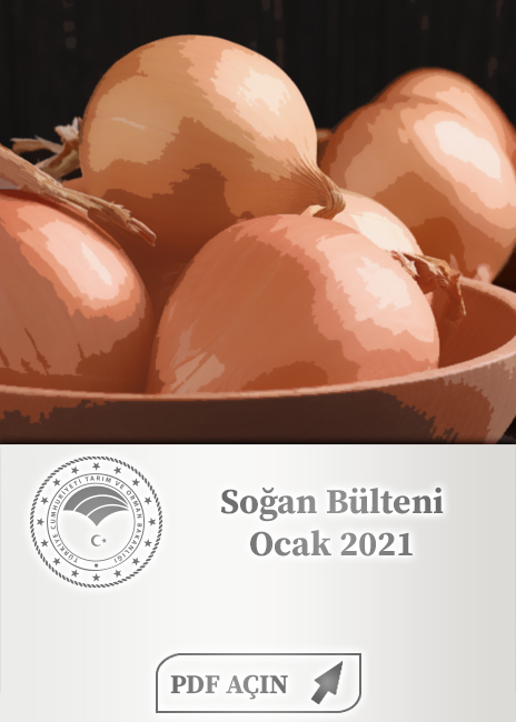 Soğan Bülteni